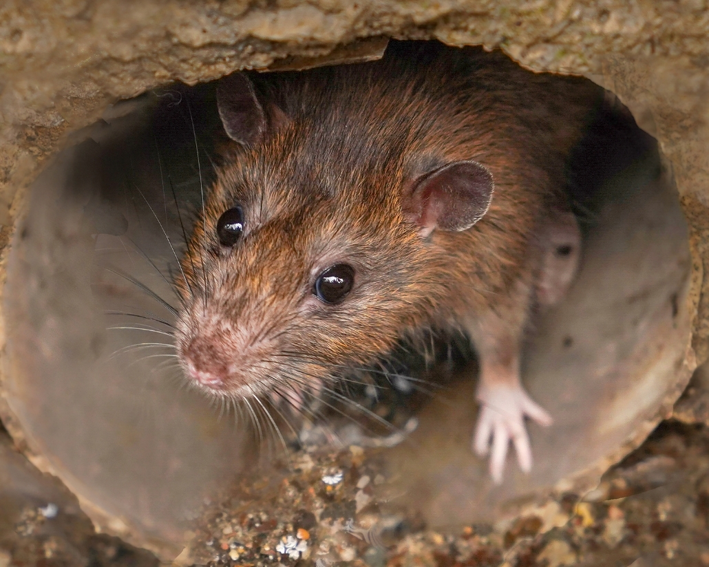 mistanke om rotter i kloaken_salling entreprenørfirma
